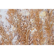 V8HF0E0F08BA348689C4BDAED698830BEF9R6592289P3