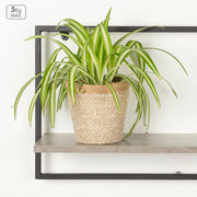 V3H8C317E28C18BC330968F2BF3222D38E4R7575131P4